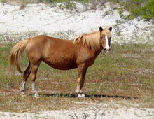 Load image into Gallery viewer, M6IMQ “Apollo”