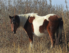 Load image into Gallery viewer, T5AFP “AR Arianna”