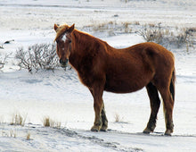 Load image into Gallery viewer, M4J “Autumn”