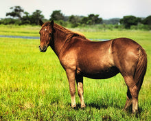 Load image into Gallery viewer, M6IM “Belle”