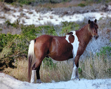 Load image into Gallery viewer, N9EL “Bernie”