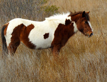 Load image into Gallery viewer, N6BK “Bessy Twister”
