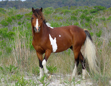 Load image into Gallery viewer, N6BP-D "Boots"