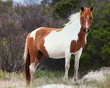 Load image into Gallery viewer, N9BFQ “Braidwood”