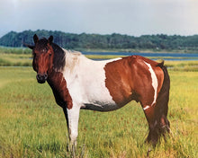 Load image into Gallery viewer, T5BQ “Bunky”