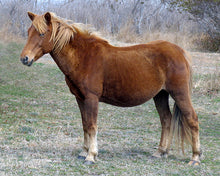 Load image into Gallery viewer, N2BHS "Carol's Girl"