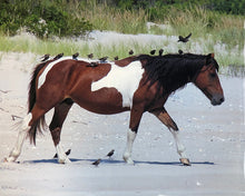 Load image into Gallery viewer, N9BNT “Conan”