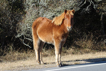 Load image into Gallery viewer, N2BHS-ALQ “Connie’s Girl”