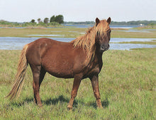 Load image into Gallery viewer, M2EK “Jimmy”