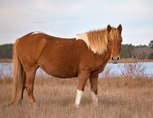 Load image into Gallery viewer, N2BHS-JQ "Josie Rue"