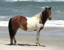 Load image into Gallery viewer, N2BM “Madeline Rose”