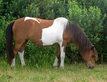 Load image into Gallery viewer, N6EM “Maggie”