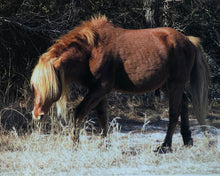 Load image into Gallery viewer, N2BQ “Mane Pride”