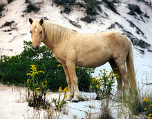 Load image into Gallery viewer, X24M “Patty”