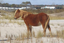 Load image into Gallery viewer, M2EINR-B "Rohan"