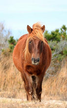 Load image into Gallery viewer, N2BHS-O "Sarah's SweetTea"
