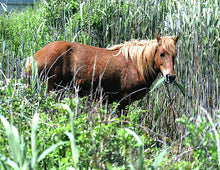 Load image into Gallery viewer, M6I “Scotty's Girl"