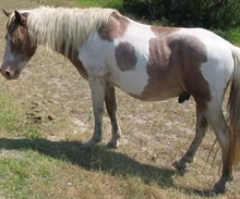 Load image into Gallery viewer, M12AG “Scotty”