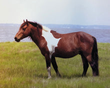 Load image into Gallery viewer, T5Q “Sean Patrick”