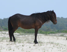 Load image into Gallery viewer, N2BHP “Sham”