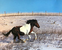 Load image into Gallery viewer, M17JP “Sierra”