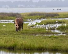 Load image into Gallery viewer, 2026 Calendar - Assateague Island Alliance
