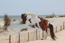 Load image into Gallery viewer, 2026 Calendar - Assateague Island Alliance
