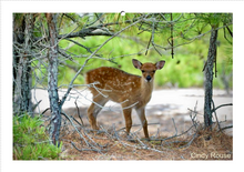 Load image into Gallery viewer, People&#39;s Choice Photo Contest Entry Fee
