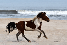 Load image into Gallery viewer, 2026 Calendar - Assateague Island Alliance
