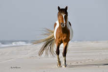 Load image into Gallery viewer, 2026 Calendar - Assateague Island Alliance
