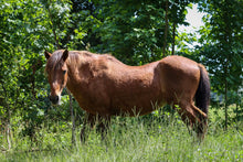 Load image into Gallery viewer, N9BMR "Fabio"
