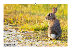 People's Choice Photo Contest Entry Fee