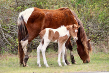 Load image into Gallery viewer, N2BHS-APVY 2026 Foal of N2BHS-APV "Little Acorn"
