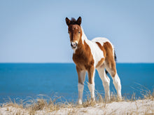 Load image into Gallery viewer, N2BHS-CKY 2026 Foal of N2BHS-CK “Johnny’s Star”

