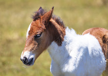 Load image into Gallery viewer, N2BHS-MY "Wesley Bloxom Stallion" (Old Dad)
