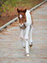 Load image into Gallery viewer, N2BHS-APVY 2026 Foal of N2BHS-APV "Little Acorn"
