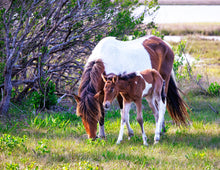 Load image into Gallery viewer, N2BHS-APY 2026 Unnamed Foal of N2BHS-AP "Linda Rae's Autumn Glory"
