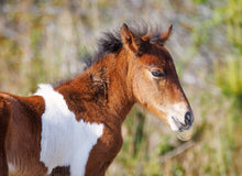 Load image into Gallery viewer, N2BHS-APY 2026 Unnamed Foal of N2BHS-AP "Linda Rae's Autumn Glory"
