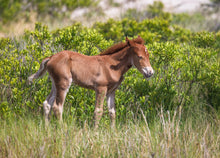 Load image into Gallery viewer, N2BHS-MRY 2026 Unnamed Foal Of N2BHS-MR "Seases Bay Breeze"
