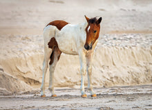 Load image into Gallery viewer, N2BHS-MY "Wesley Bloxom Stallion" (Old Dad)
