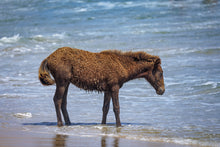 Load image into Gallery viewer, N2BHS-AIOTY Unnamed Foal Of N2BHS-AIOT “Korona K”

