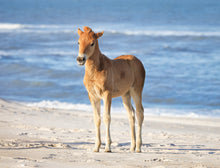 Load image into Gallery viewer, N2BH-CKTY Unnamed Foal Of N2BHS-CKT "Starlight"
