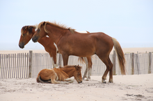 Load image into Gallery viewer, 2026 Calendar - Assateague Island Alliance
