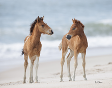 Load image into Gallery viewer, 2026 Calendar - Assateague Island Alliance
