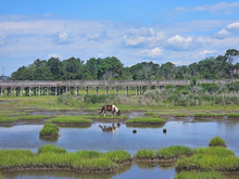Load image into Gallery viewer, 2026 Calendar - Assateague Island Alliance
