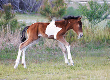 Load image into Gallery viewer, N2BHS-APY 2026 Unnamed Foal Of N2BHS-AP "Linda Rae's Autumn Glory"
