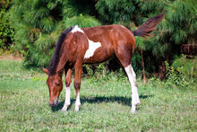Load image into Gallery viewer, N2BHS-APY 2026 Unnamed Foal Of N2BHS-AP "Linda Rae's Autumn Glory"
