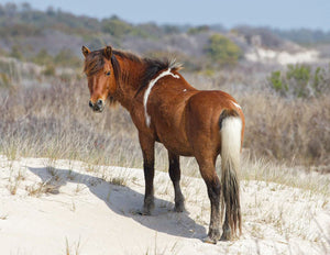 N6BMT-I "Assateague Lightning"