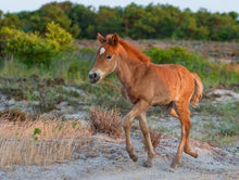 Load image into Gallery viewer, Assateague Nature Photography Fall 2024 Workshop

