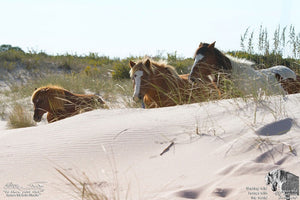 Plein Air Painting the Assateague Back Country with Special Photography Sessions - THREE DAY WORKSHOP 2024